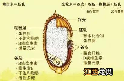 燕麦片介绍 燕麦片是什么东西