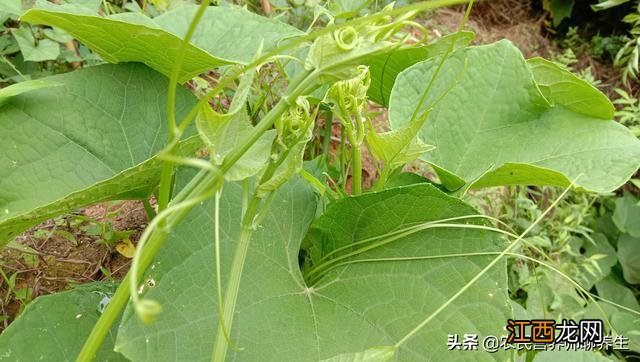 海里的龙须菜是什么菜 什么是龙须菜?