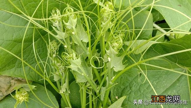 海里的龙须菜是什么菜 什么是龙须菜?