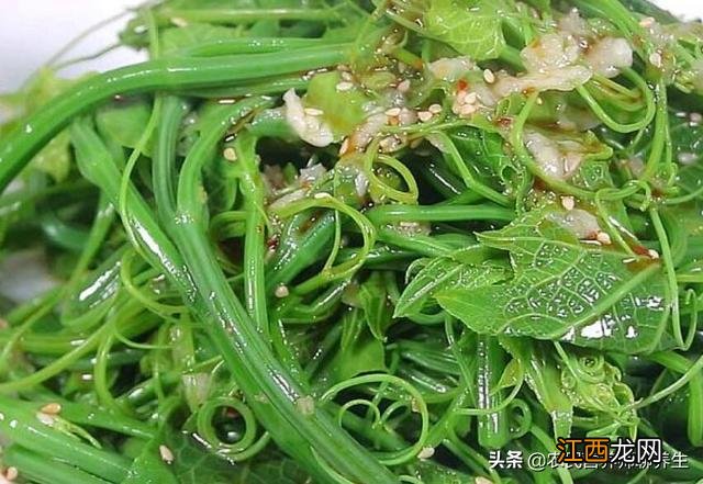 海里的龙须菜是什么菜 什么是龙须菜?