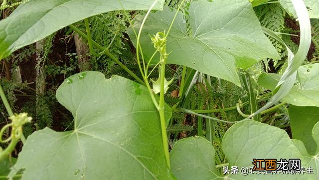 海里的龙须菜是什么菜 什么是龙须菜?