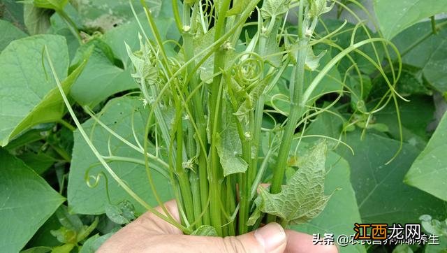 海里的龙须菜是什么菜 什么是龙须菜?