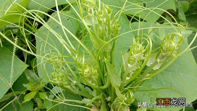 海里的龙须菜是什么菜 什么是龙须菜?