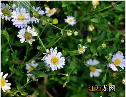 秧青 黑天天秧能治疗什么病