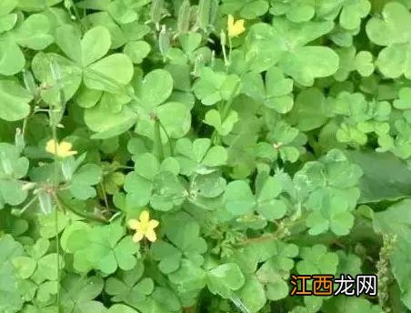 秧青 黑天天秧能治疗什么病