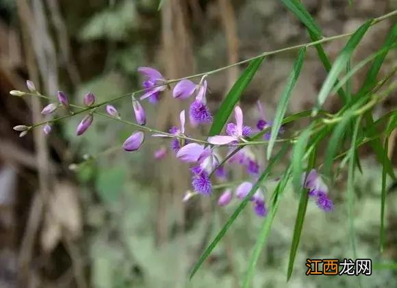 秧青 黑天天秧能治疗什么病