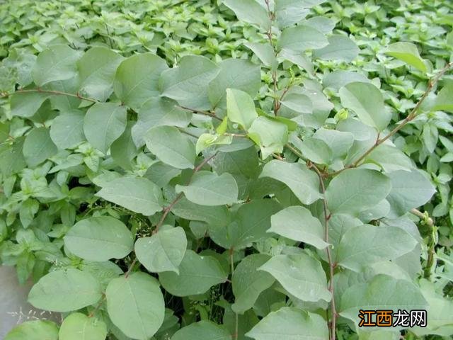 秧青 黑天天秧能治疗什么病