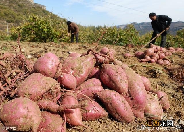 地瓜表面有沟是什么原因 红薯有坑洼不光滑是什么原因