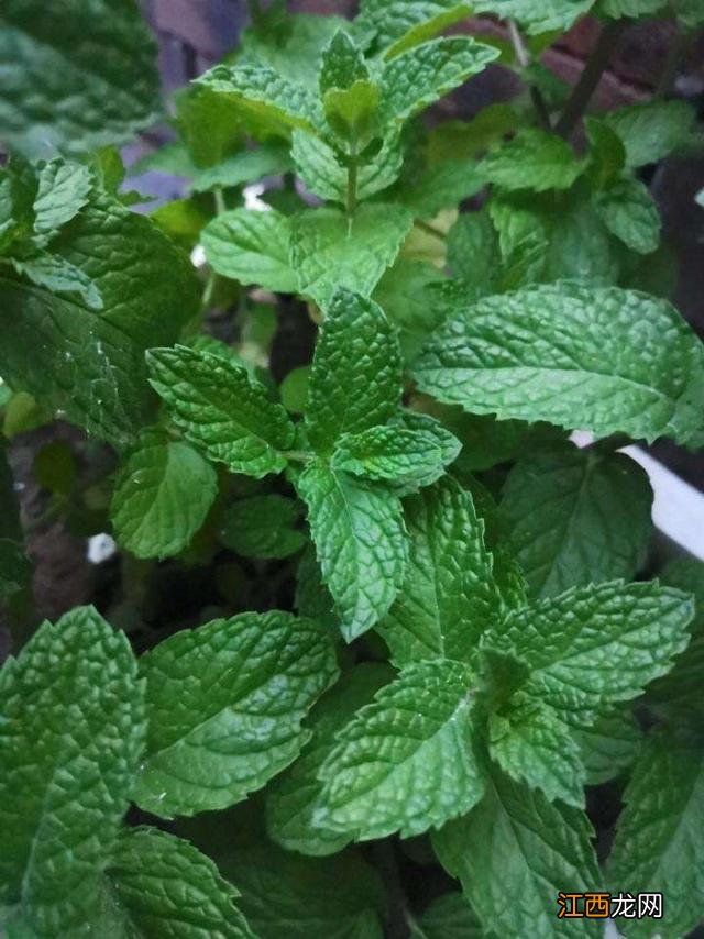 薄荷叶煲鸡汤的做法 薄荷煲鸡汤有什么用