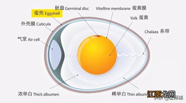 鸡蛋煮熟后用醋泡 泡鸡蛋用什么醋