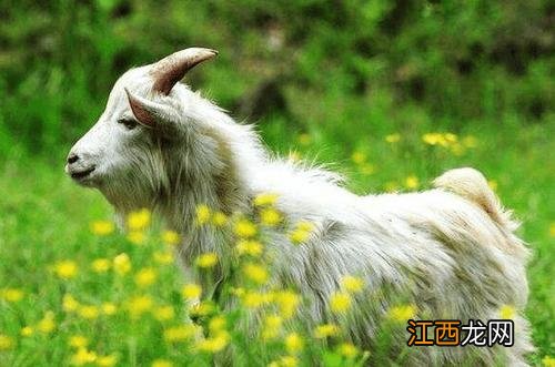 1991年属羊的一生命运如何 1991年属羊一生运势，91年的羊今年运程