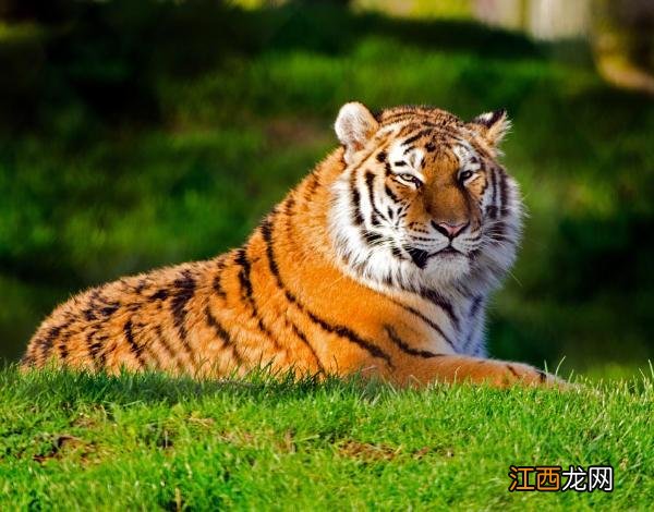 22年的虎宝宝几月份好 为什么不建议生虎宝宝，为什么不建议生兔宝宝