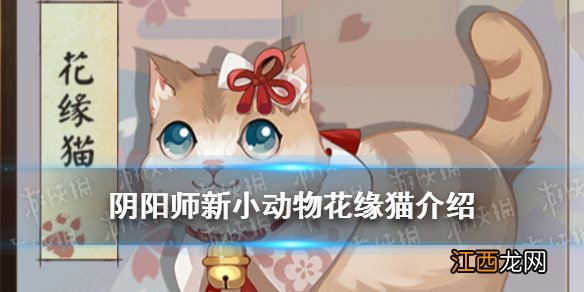 阴阳师花缘猫怎么获得 阴阳师新小动物花缘猫配饰获取方式一览