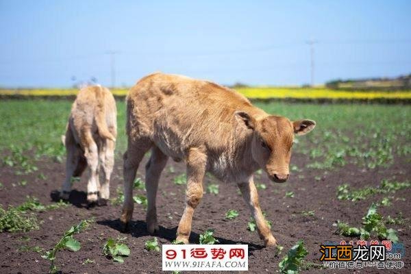 属牛男为什么深爱属猴女 属猴最好的贵人是属牛女贵人，什么属相是属猴的贵人