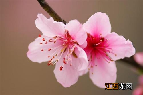 背叛属猴女的下场 属猴的桃花劫是谁，属猴女的桃花劫是谁