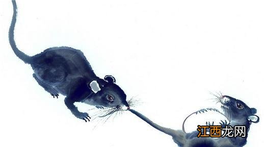 属鼠女命中注定要嫁的生肖男 属鼠的桃花劫是哪个生肖,打动属鼠女人最有效方法