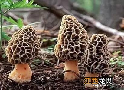 竹荪不适合哪类病人吃 竹荪什么人群不能吃