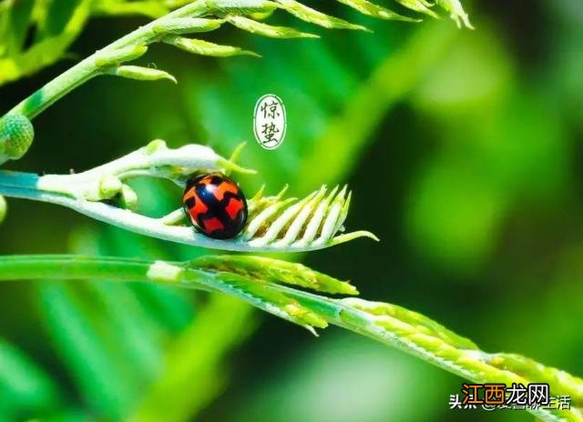 适合用来催熟的水果 什么水果催熟效果最好