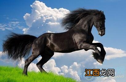 2002年属马婚姻和命运 属马的婚配属相，属马人最佳婚配属相