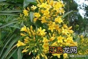 吃蜂蜜有什么好处 喝蜂蜜禁忌什么