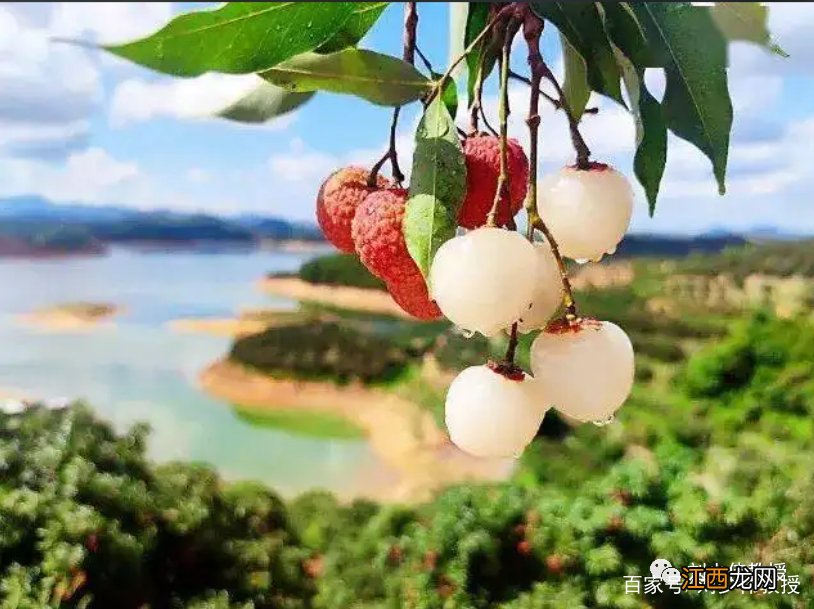 过量食用荔枝小心患“荔枝病”