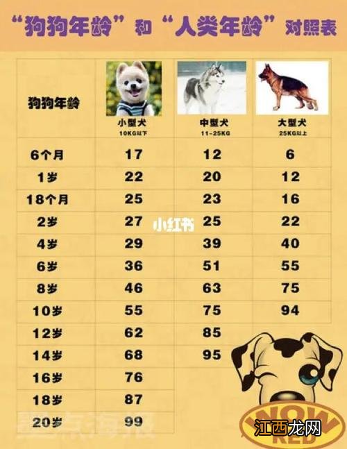 属猪马狗出生年份 生肖属狗的出生年份，属狗的是什么年份