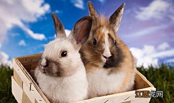 2021年属兔的贵人是什么生肖 2021年属兔的重大贵人,1999年属兔婚配