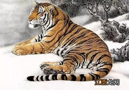 虎年生孩子为什么不好 为什么虎年不要孩子,对父母超级好的属相