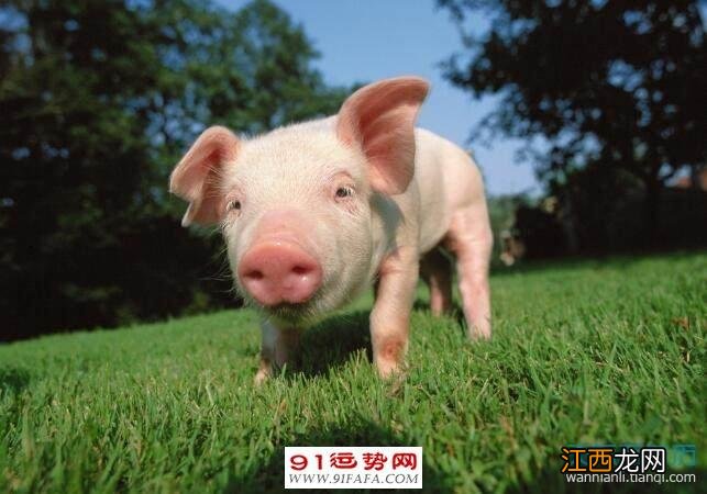 属猪人适合发展的城市 属猪的四大桃花年,1995年女孩的姻缘