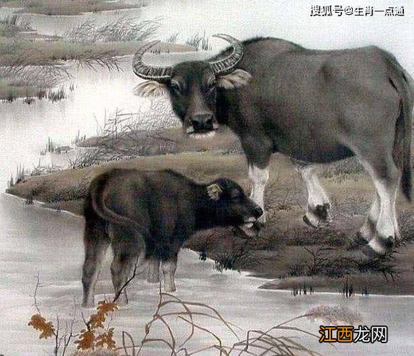 97年属牛女必定二婚 属牛的最佳婚配,属牛与什么属相最配夫妻