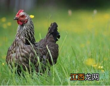 93年属鸡30岁转大运 属鸡的最佳婚配,1981属鸡一生婚姻状况