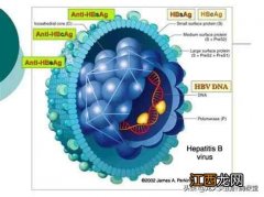 疾控中心世界肝炎日,乙肝的危害和传播途径是什么？