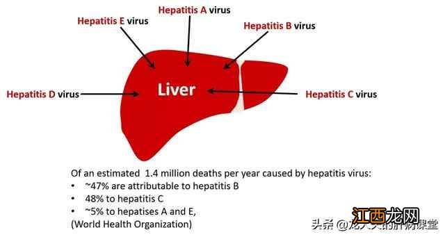 疾控中心世界肝炎日,乙肝的危害和传播途径是什么？