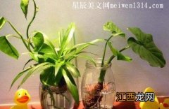 卧室里放什么植物比较好？