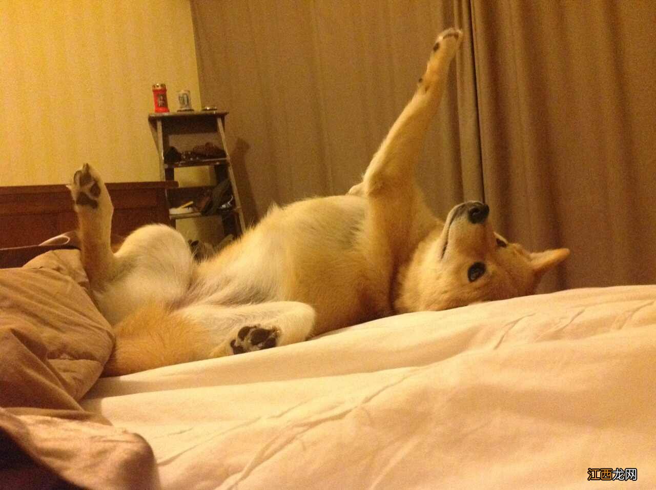 比亚迪海豚自由灰,灰海豚的生活习性是什么?