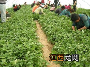 红薯苗黑根 8月份适合种植红薯吗？