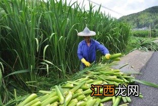 茭白种植技术要点是什么 茭白生长环境和种植