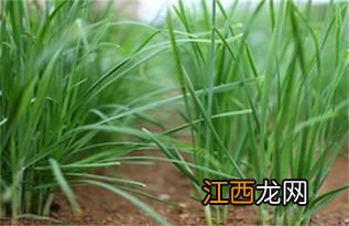 韭菜干尖是什么原因怎样防治 韭菜如何防治病虫害