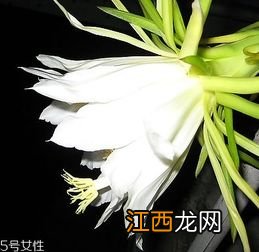 霸王花冬季可以吃吗 四川适合种霸王花吗？