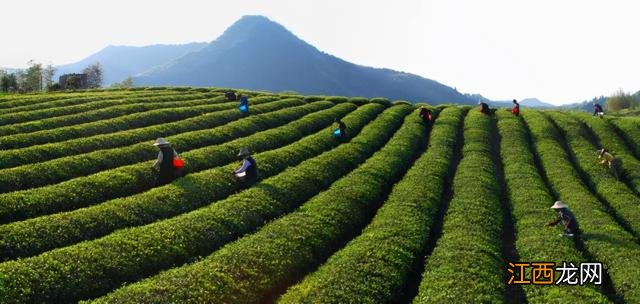 宁红龙须茶属于什么茶类 龙须茶是什么茶