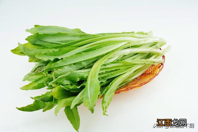 油麦菜是哪里的菜 油麦菜是一种什么菜