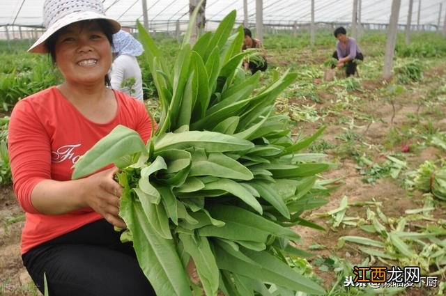 油麦菜是哪里的菜 油麦菜是一种什么菜