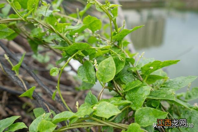 儿菜叶的功效与作用 木耳叶子菜有什么作用功效