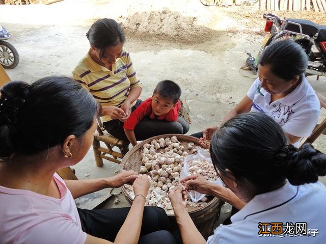 蒜子皮有什么作用 蒜皮和蒜肉在一起有什么功效吗