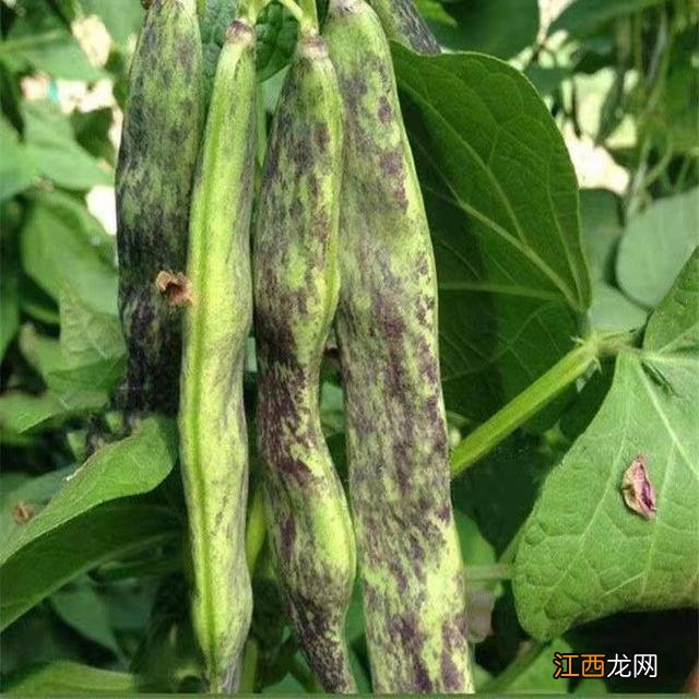 红色豆角图片与名称 短豆角红色叫什么名子