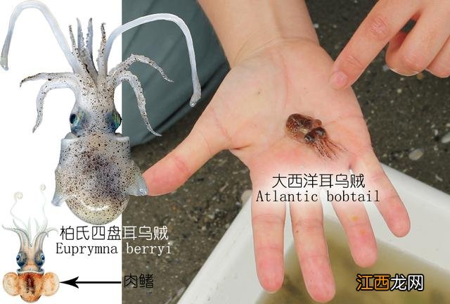 烏賊跟魷魚 墨魚,魷魚,烏賊
