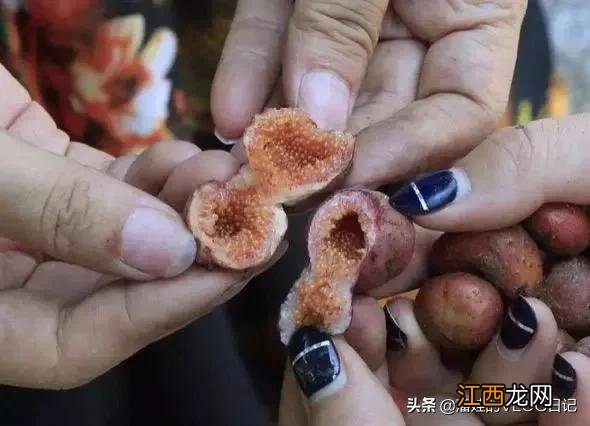 红薯是哪个季节成熟的 白薯什么时候成熟