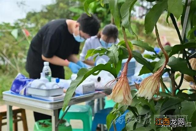 昙花干花能有什么作用 昙花干可以烧什么菜好吃