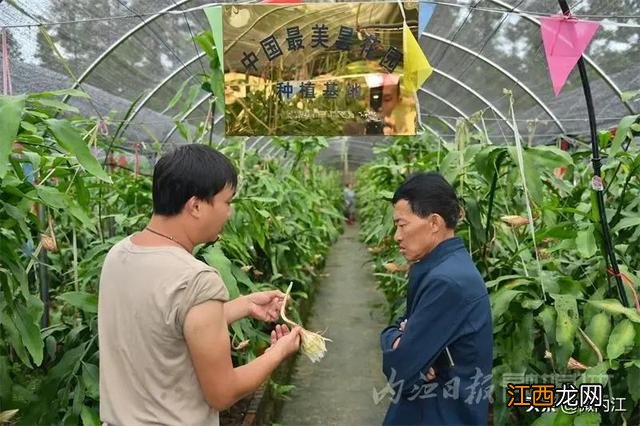 昙花干花能有什么作用 昙花干可以烧什么菜好吃