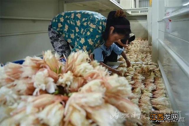 昙花干花能有什么作用 昙花干可以烧什么菜好吃